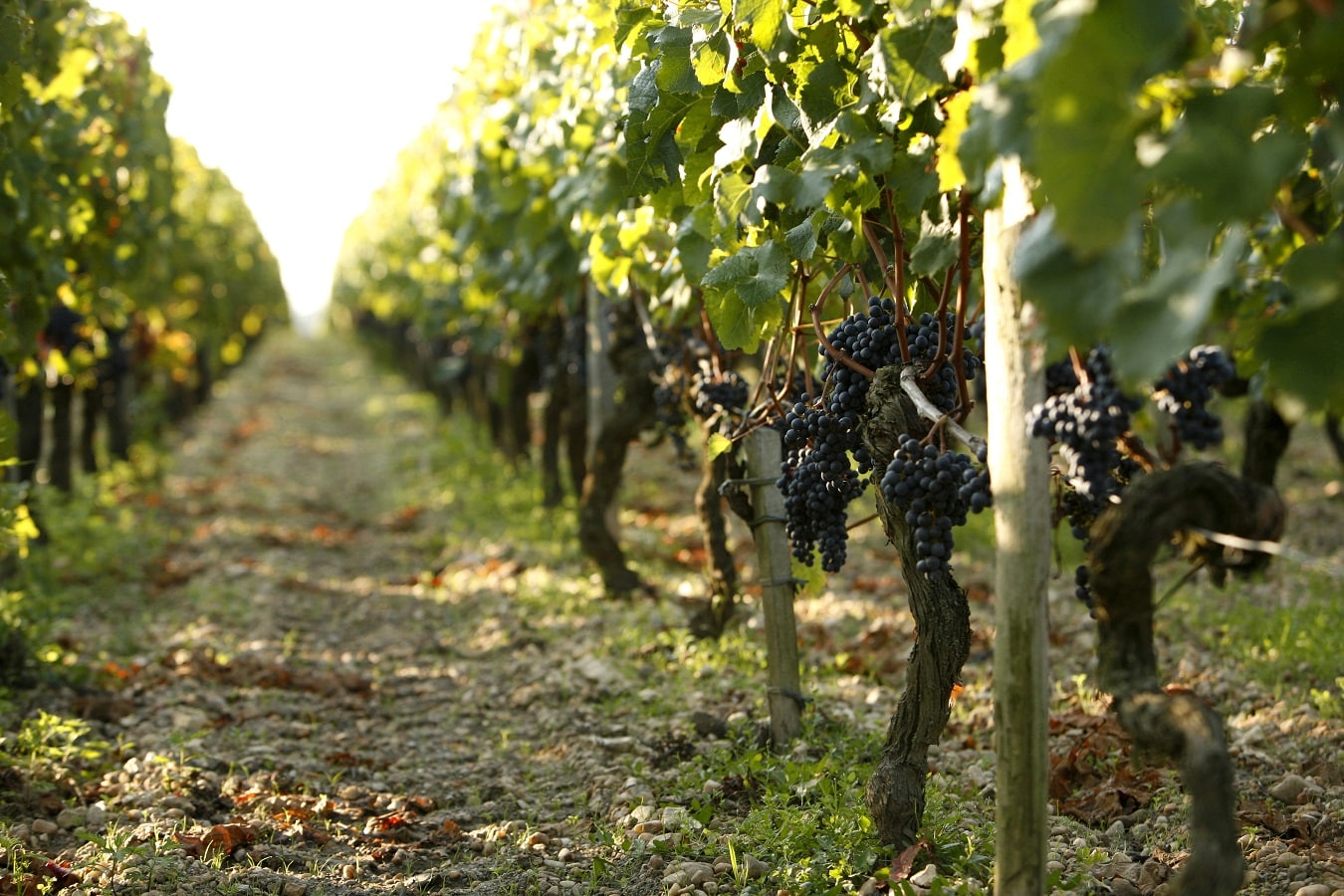 Vin de liqueur : définition, élaboration et différences avec un vin muté découvrez les différences entre vin de liqueur et vin muté : méthodes de fabrication, saveurs, cépages utilisés et accords mets-vins. guide pour mieux choisir et apprécier ces vins particuliers.