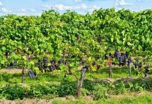 Quels vins de Bourgogne choisir selon son budget? arbre vin